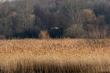 a stork flying low over a reed covered marsh