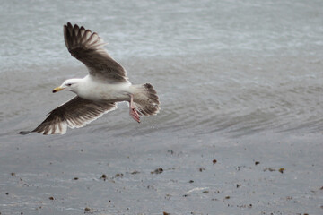 Seagull flying over the sea