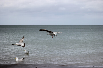 Seagulls in flight over the sea