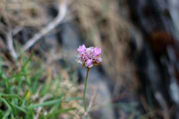 Solo sea thrift