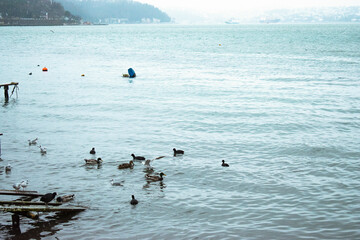 Ducks floating in the Bosphorus