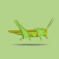 This is an illustration of a locust,