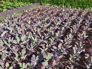 Neat vegetable garden with cabbage plants, slats and lavender flowers