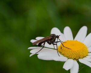 Close up of a dance fly on a flower