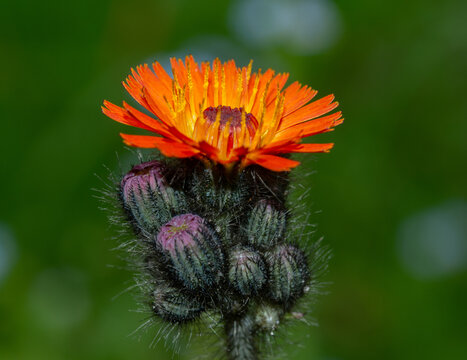 Close up of a flowering devils paintbrush