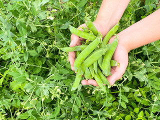 A large handful of ripe raw peas in the palms of man's hands. Concept of proper healthy nutrition, agriculture.