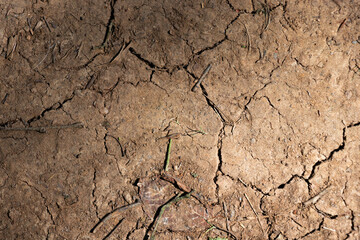 Fototapeta premium Nature