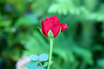 red rose
