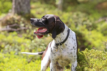 Dog english pointer