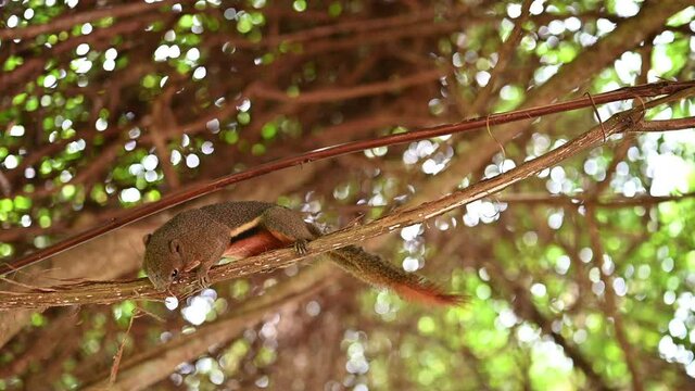 Footage 4k B-roll beautiful squirrel is resting on tree
