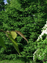 Green tree and white flowers in the park.