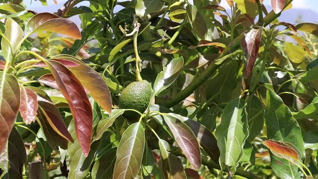 Frutos de aguacate en el &aacute;rbol en el mes de junio en el mediterr&aacute;neo creciendo