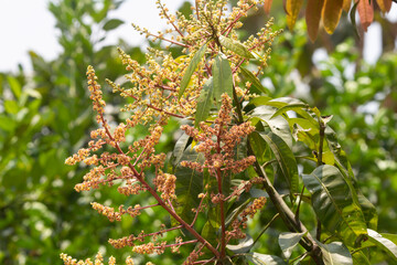 Mango flower in a mango tree