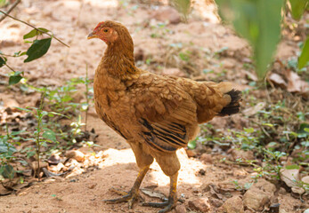 country chicken standing in a garden