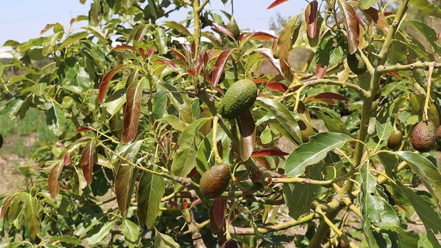 Frutos de aguacate en el &aacute;rbol en el mes de junio en el mediterr&aacute;neo creciendo