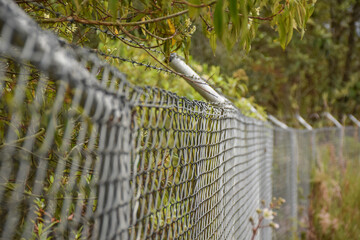 Fence through the forest