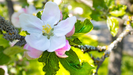 apple tree flower
