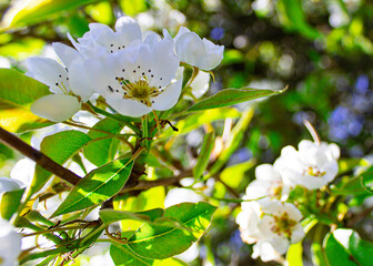 pear tree flowers