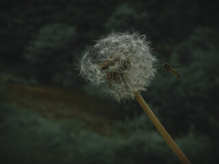 Dandelion seed head with a wild bee, bee landscape, dandelion picture.