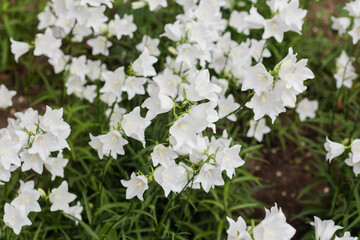 Campanula carpatica, beautiful white bell flowers