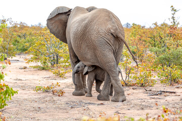 Elephant mother and baby on a nature in South Africa.