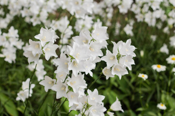 Beautiful delicate white bell flowers