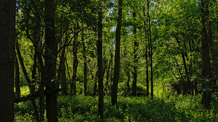 Fototapeta na wymiar Lush green spring forest in the flemish countryside, Vinderhoute, Belgium 