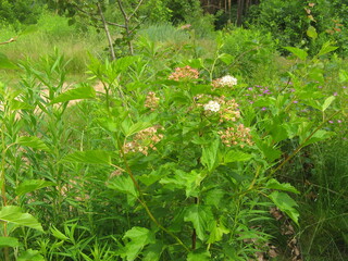 Beautiful wild flowers on a summer meadow on a Sunny day