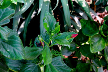 green plant