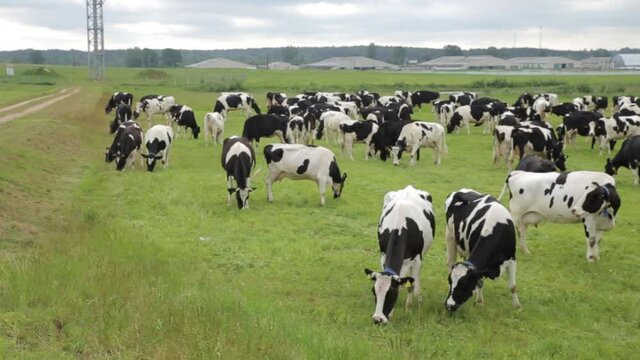 A herd of cows grazes in the meadow