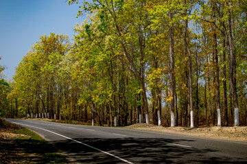 Obraz premium road in the woods