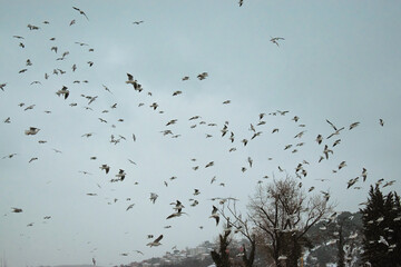 seagulls flying at the Bosphorus Strait, Istanbul. flock of seagull flying in winter. seagulls on factory shore