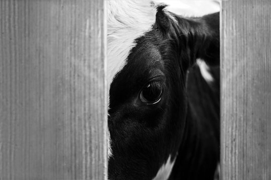 Cow In The Slaughterhouse, Look From Behind The Fence