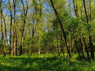 Dense young spring forest in the flemish countryside, Vinderhoute, Belgium 