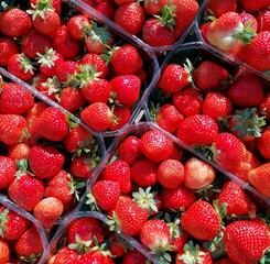 frische Erdbeeren in Schälchen