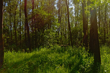  Mysterious light shining through tree trunks in a forest in Durmmeersen nature reserve, Vinderhoute, Belgium 