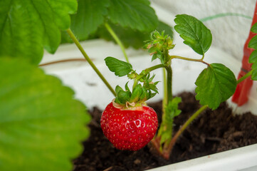 Home-grown ripe strawberry in box on balcony by hobby gardener