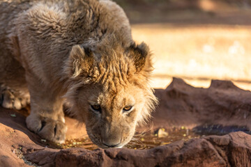 Lions drinking water. Portrait of African lion, Panthera leo, detail of big animals, Kruger National Park.
