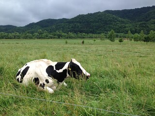 cow on a meadow on a cloudy day