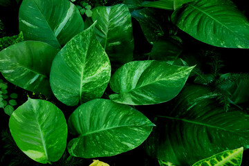 green leaves of a plant