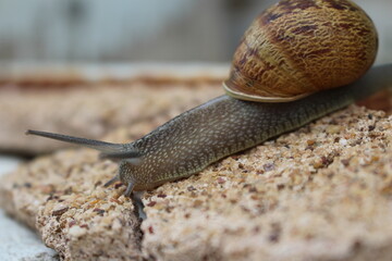 les escargots