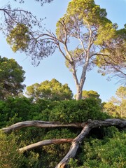 Curious tree in the pasture of Valencia 