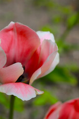beautiful coral pink tulip blossom