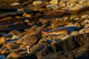 Blackish Oystercatchers (Haematopus ater) on the rocky shore of Carcass Island in the Falkland Islands.