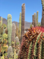 Cactus garden at the restaurant La Ganania in La Hoyilla