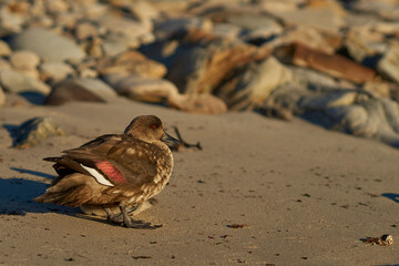 Crested Duck (Lophonetta specularioides specularioides) on the coast of Carcass Island in the...