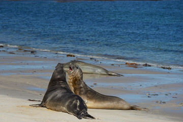 Southern Elephant Seals (Mirounga leonina) on the coast of Carcass Island in the Falkland Islands.