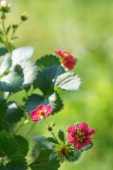 Fototapeta premium rote Erdbeerblüte - Fragaria
