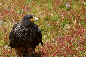 Striated Caracara (Phalcoboenus australis) standing amongst summer grasses on Carcass Island in the...