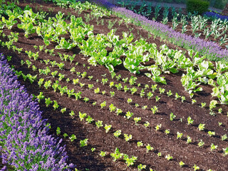 Neat vegetable garden with cabbage plants, slats and lavender flowers